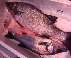 モス！徳島vs和歌山