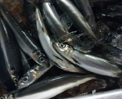 鮮魚ではいることはほとんどない「千葉？うるめいわし」