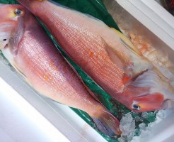 王様級の赤甘鯛！