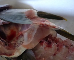 18.6ｋｇ！天然ひらまさのカマ