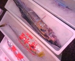 目を疑うほどの迫力！８kgアップの「五島　さわら」