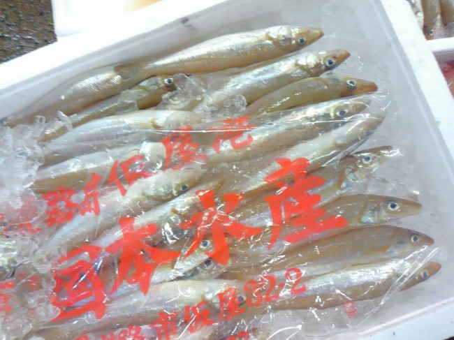 旬は初夏？！「淡路　キス」