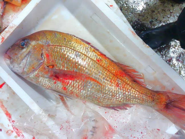 肥え方は異常なくらい良い！「淡路沼島　天然鯛」