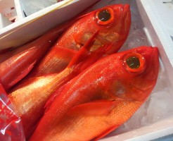 なんか急に変わったのでは？！ 「土佐　金目鯛」