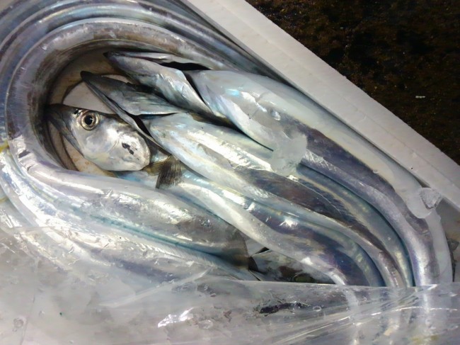 ピカピカ！今シーズン一番！「五島の太刀魚」