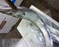 ピカピカ！今シーズン一番！「五島の太刀魚」