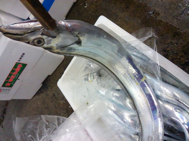 ピカピカ!今シーズン一番!「五島の太刀魚」