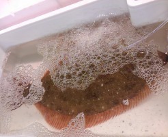 前回に引き続き「愛媛　天然鯛」。。。群が違う！。。。はず