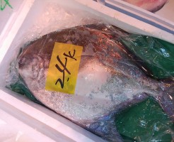 熊本　マナガツオ