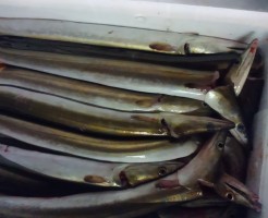 今年の初買い！宮崎　はも