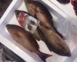 1日で一変！。。。「愛媛　天然イサキ」