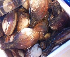 貝の中でも最高級！「岡山　本みる貝」