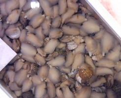 「ながらみ貝」