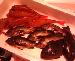 淡路ホウボウ・徳島グレ・徳島天然平目・淡路の小蛸