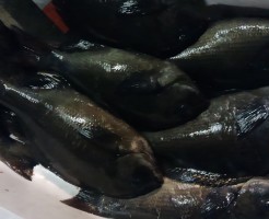 秘密道具は「三重　天然寒グレ」