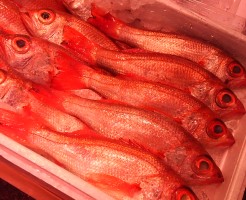 人気NO１！みんな大好き「長崎　のどぐろ」