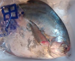 鮮度抜群！「愛媛　マナガツオ」