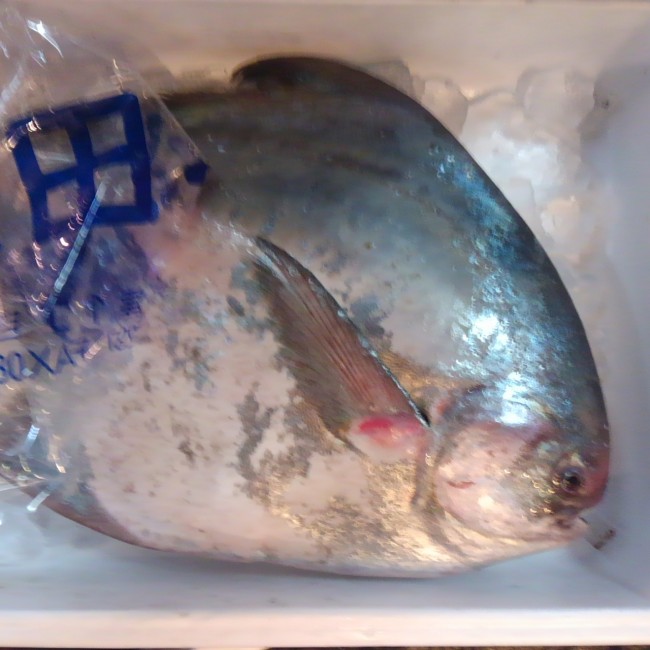 2014-2-21 大きい魚を探していたのですが。。 | 海鮮・居酒屋 おどりや