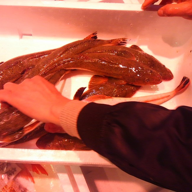 意外と危険な魚。。。「淡路　天然コチ」