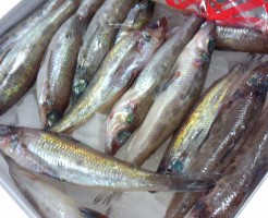 本名はアオエメソ「愛媛 　めひかり」