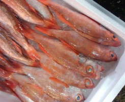 だいぶ値段下がりました！「のどぐろ（紅瞳）　長崎」