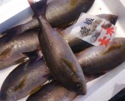 気分はすっかり春ですが魚はまだ冬？！「愛媛　天然イサキ」