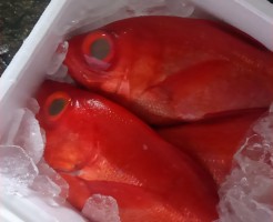 「2㎏近い立派な金目鯛」