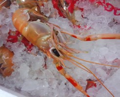 コピー ～ KIMG0343