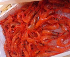 背に腹は変えられぬ。。。「石川　活け甘えび」