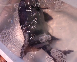 昨日は全敗、今日は全勝の男が大活躍「三重　天然石鯛」