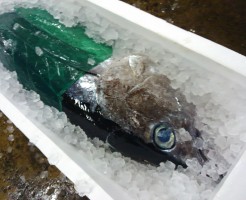 待望の「和歌山直送　びんちょうまぐろ」到着！