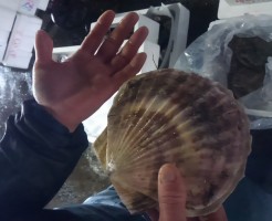 超特大！「北海道　天然帆立」