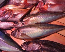 油断してたらハマチと見間違える！「愛媛　巨大天然活けアジ」