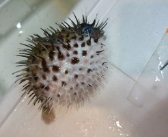 ハリセンボン泳いでました！