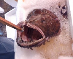 海水の中身は何だろな？。。。「富山　活けあんこう」