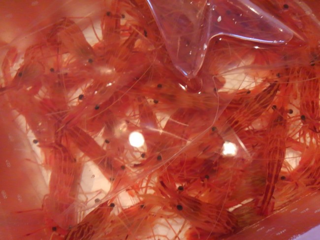 いくら海老フェアーとはいえこれは。。。「石川　泳ぎしま海老」