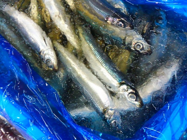 脂はあまりないはず。。。「三重　うるめいわし」