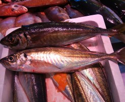 黒あじと白あじ