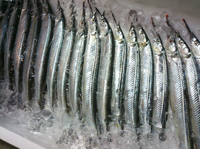 こういう魚を好むようになったのはいつの頃でしょうか「淡路　さより」