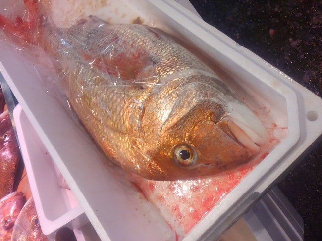 気をつけないといけません「産地色々　天然鯛」