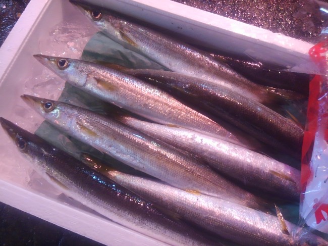 お造りにして美味しいカマス