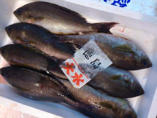 理想の状態に近づいた？「徳島　天然イサキ」