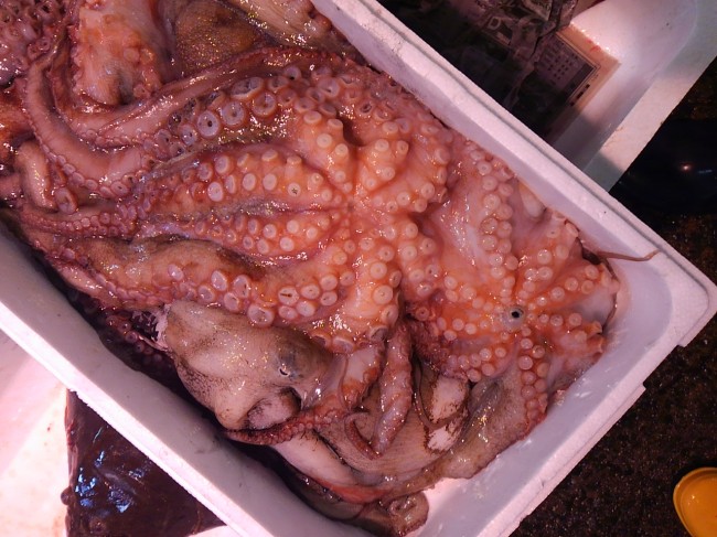 これももう少しか？！「明石蛸」