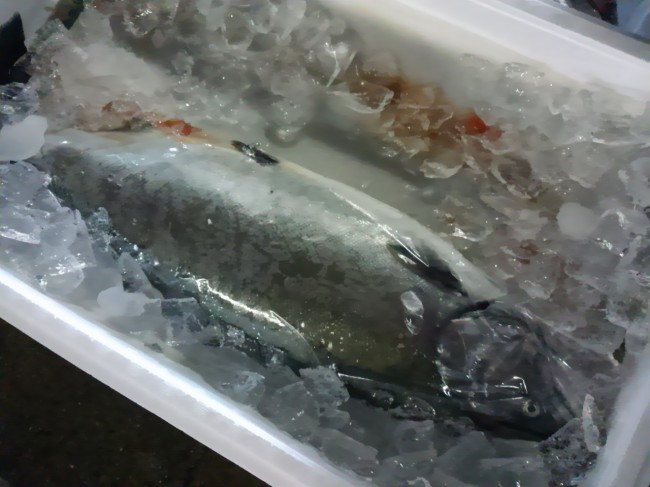 「岩手直送便｣本マス