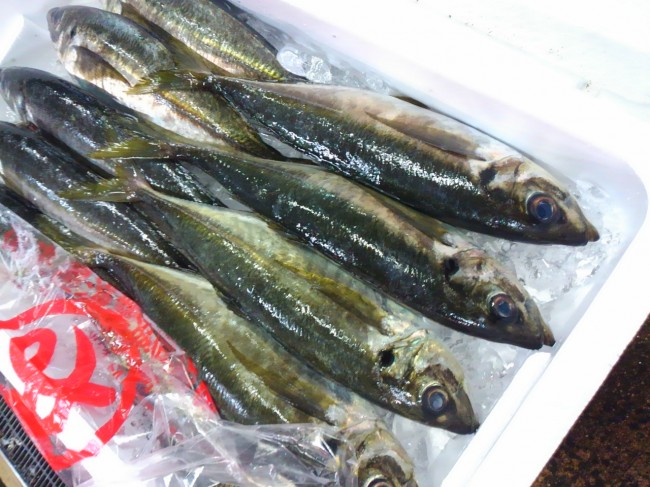 見た目は黒あじ?!「鳥取境港 定置の平鯵」