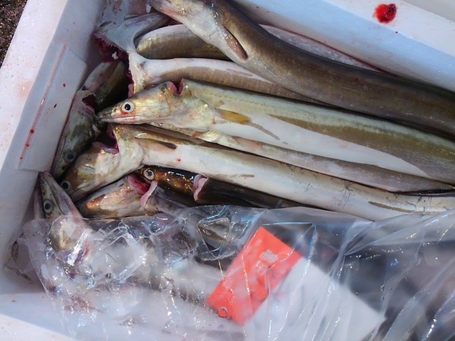 今日だけでも4種類「淡路など　鱧」