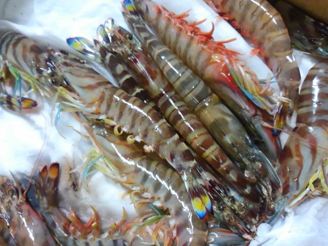海老界の人気ＮＯ１？！「沖縄　活け車えび」 
