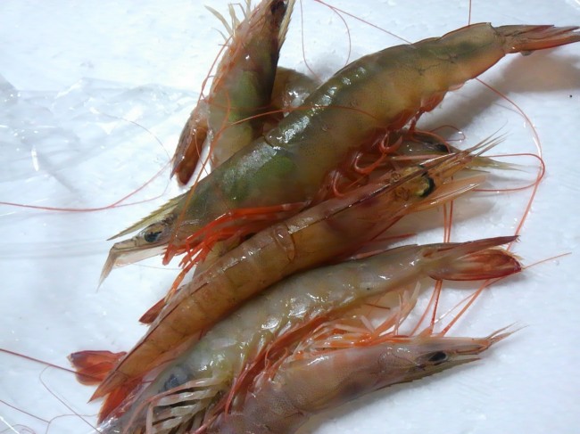 造りにする海老の中ではトップクラス！「和歌山　活けしらさ海老」
