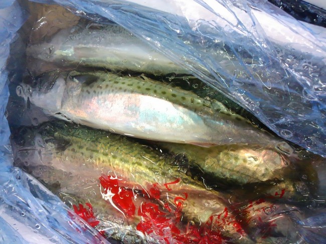 これは食べるのが楽しみ！「淡路　深田のごまさば」