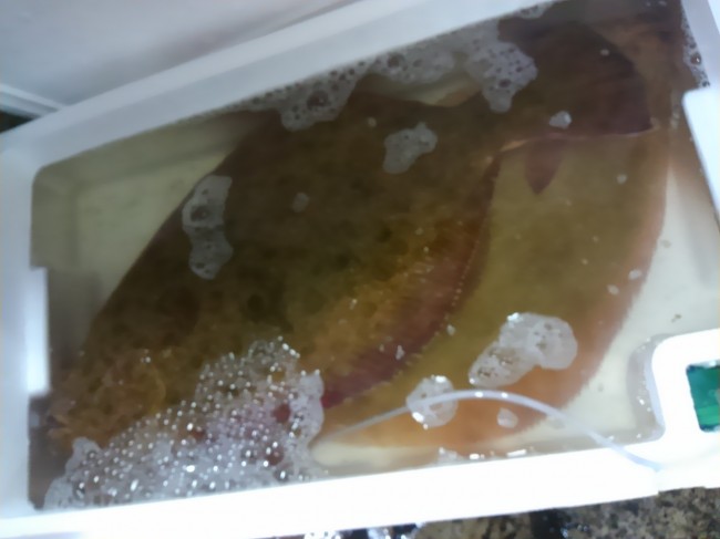 「淡路3.5ｋｇ！天然平目